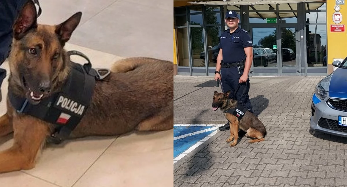 Nowy funkcjonariusz wieruszowskiej policji - to pies tropiący Savo