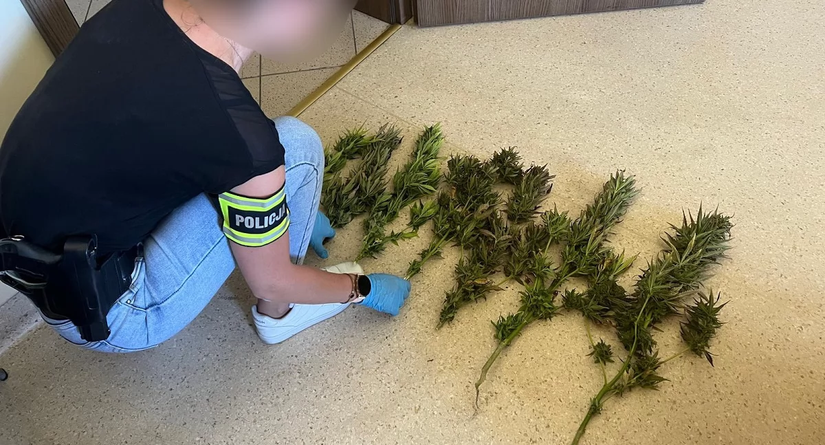 Uprawiał na działce marihuanę. Areszt dla recydywisty