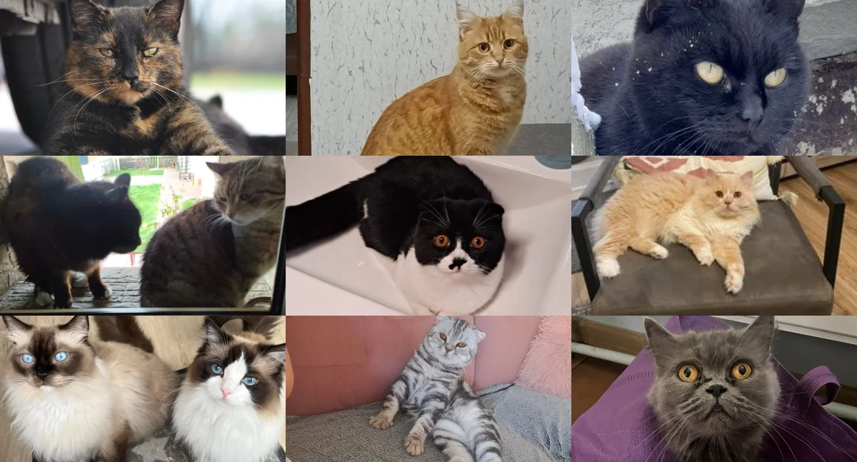 Najładniejsze koty w regionie - galeria 178 zdjęć najfajniejszych kotów w okolicy!