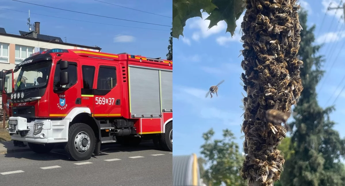 Przy szkole pojawiło się gniazdo owadów - były to pszczoły, które znalazły nowy dom 