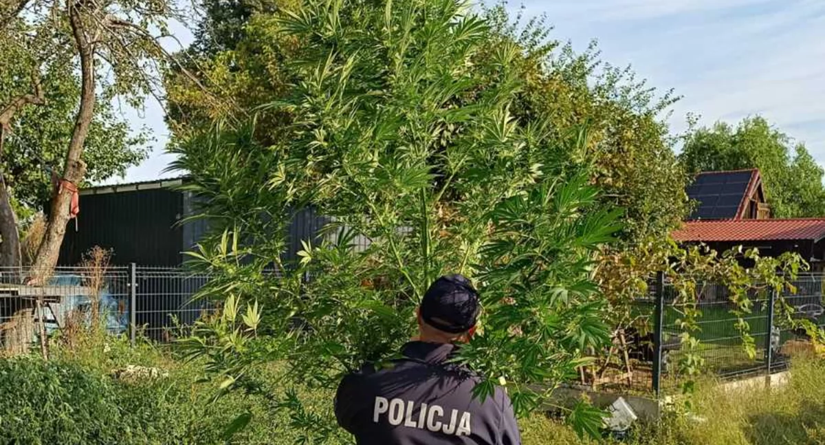 W ogrodzie miał 16 krzewów konopi. Grozi mu 10 lat więzienia