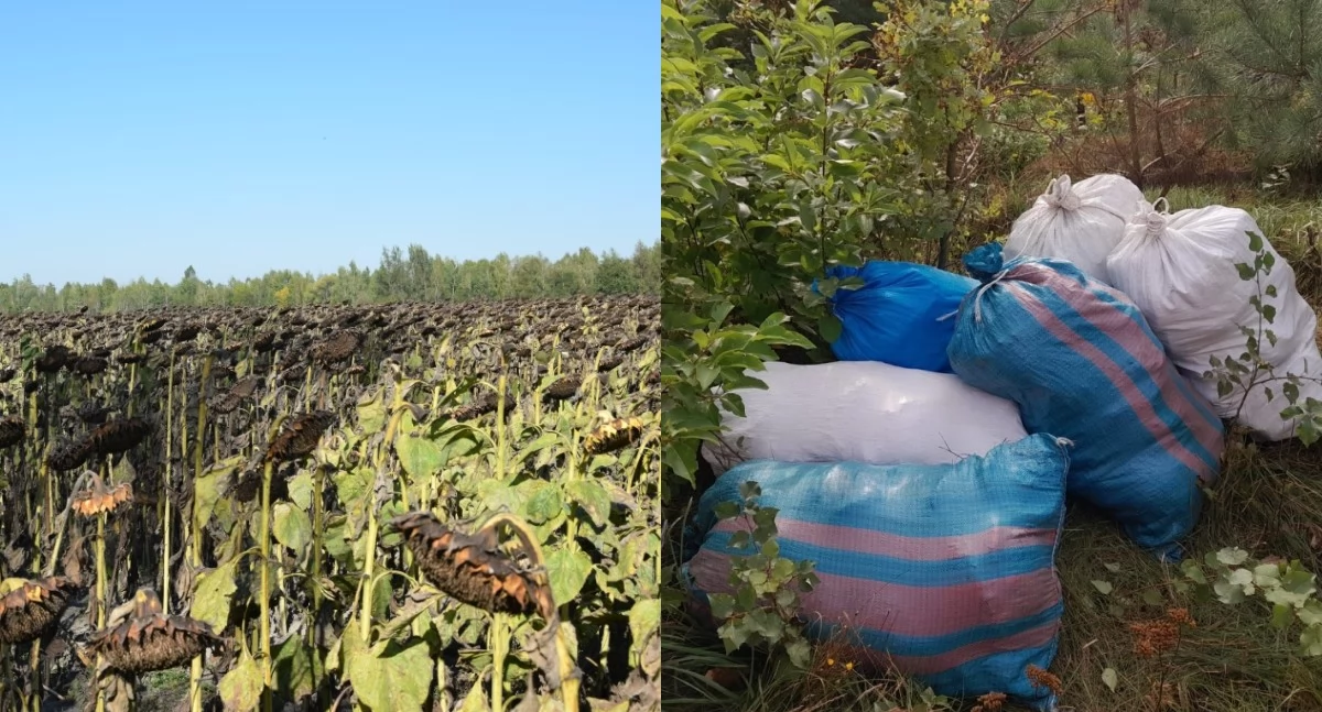Dwóch mężczyzn kradło... słonecznik z plantacji - wpadli, bo nagrała ich kamera