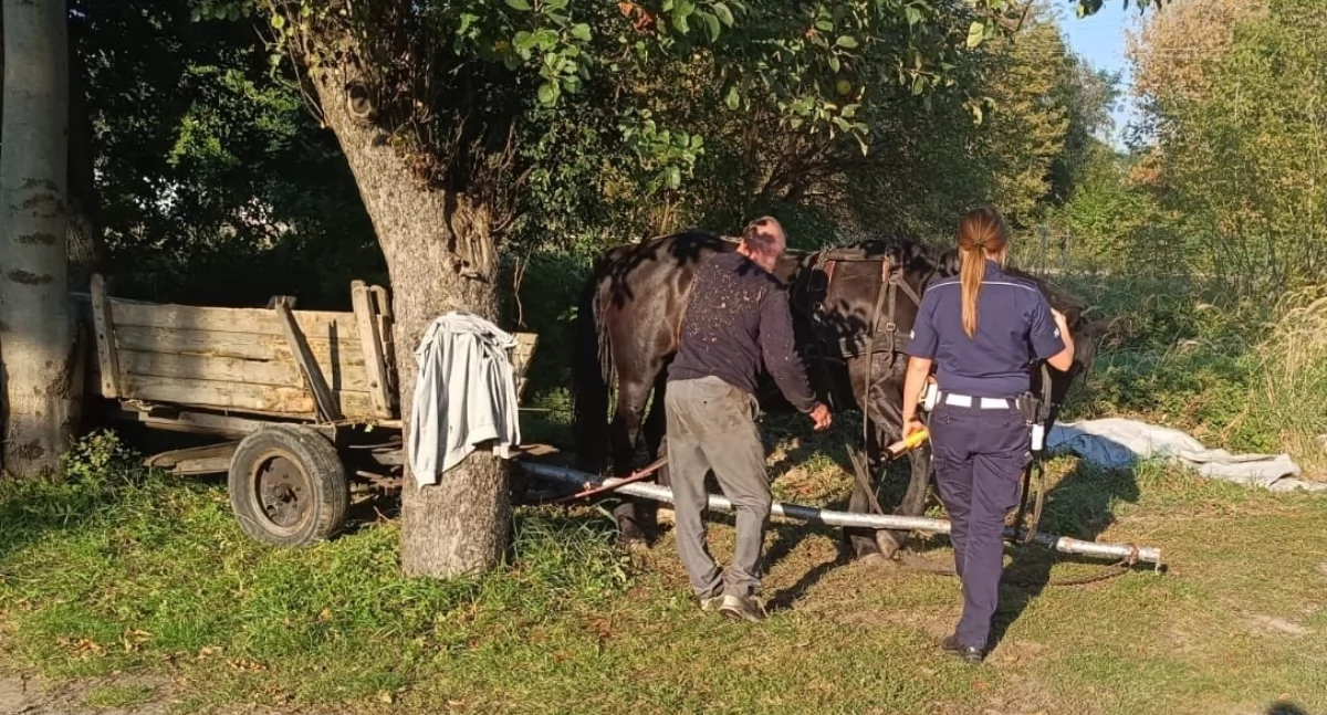 Woźnica zaklinował się wozem między drzewami. Był kompletnie pijany!