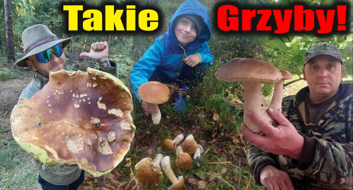 Wysyp grzybów w łódzkim: gdzie szukać borowików, podgrzybków, maślaków
