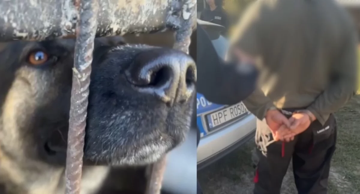 Trzymał psy w odchodach, karmił je szczątkami zwierząt - 32-latek aresztowany 