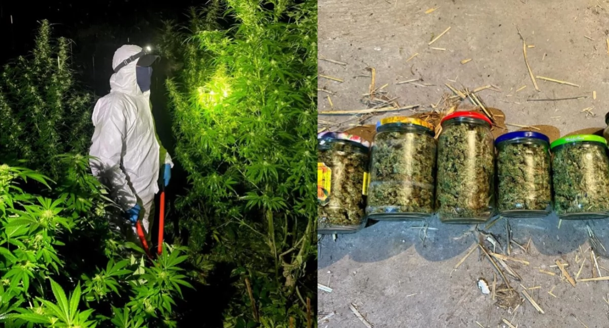 Policja rozbiła narkotykowy biznes - znaleziono towar o wartości 100 tys. zł