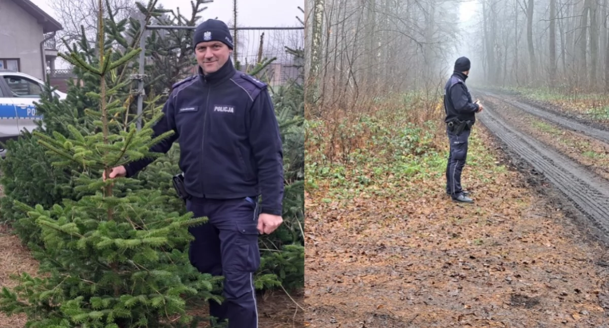 Kontrolują lasy i punkty sprzedaży - pajęczańscy policjanci czuwają nad sprzedażą i pozyskiwaniem choinek