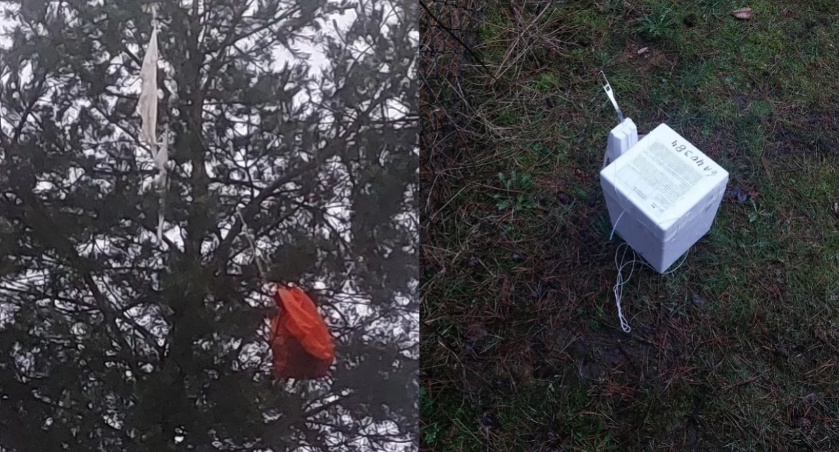 Tajemniczy balon na drzewie posesji - skąd się tam wziął?