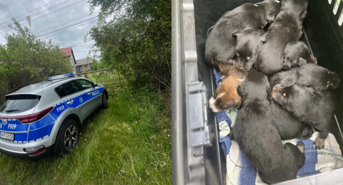 Policjanci pomogli w odnalezieniu małych szczeniaków - były w opuszczonej posesji 