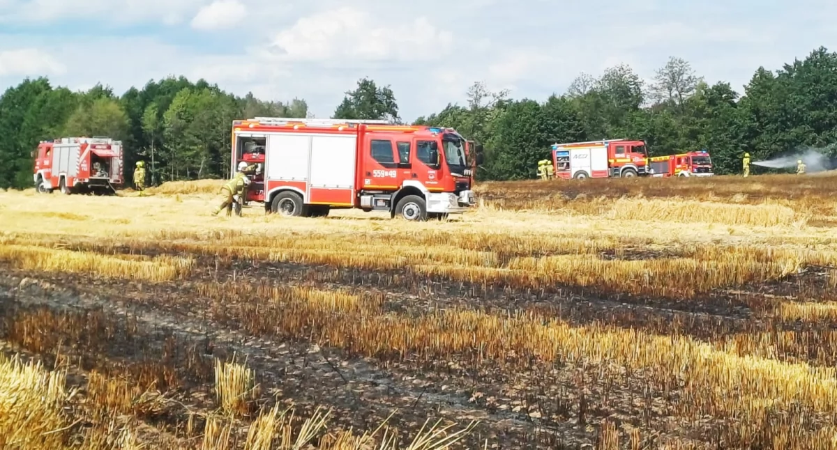 Pożar zboża i ścierniska w Pątnowie