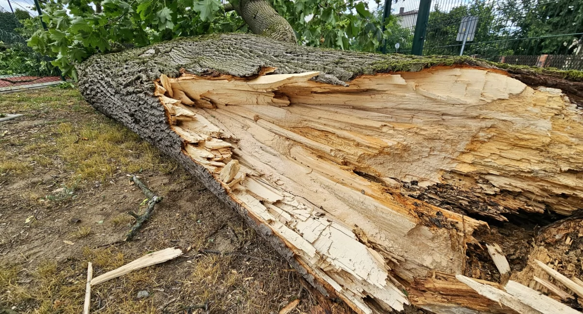 Kilkusetletnia ofiara wichury w Skomlinie