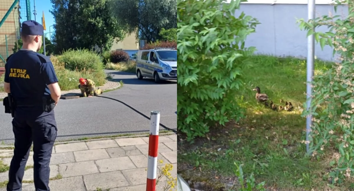 Małe kaczki wpadły do studzienki - obok biegała ich zatroskana mama