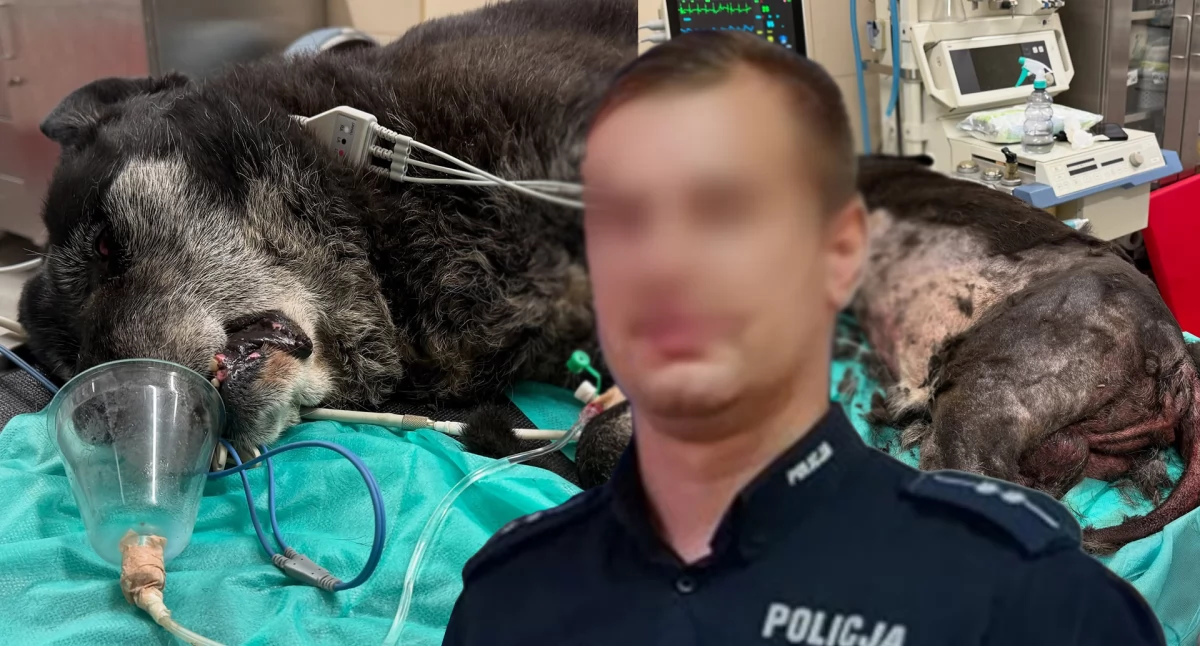 Psa żywcem zjadało robactwo. Skandal w gminie Czarnożyły, na posesji policjanta wieluńskiej policji