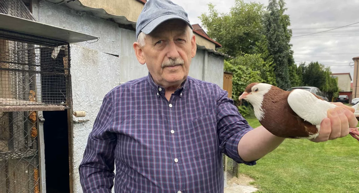 Jak zakochani czasu nie liczą, tak hodowcy nie liczą gołębi: Z pasji Gerarda Kieracha powstało coś więcej niż hodowla