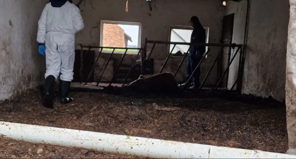 Horror w gospodarstwie. Chore, głodne i martwe zwierzęta