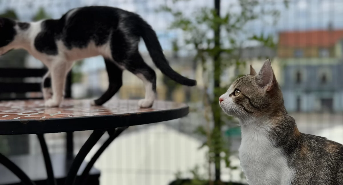Catpuccino – pierwsza kocia kawiarnia w Wieluniu. Tu kawa spotyka się z mruczeniem