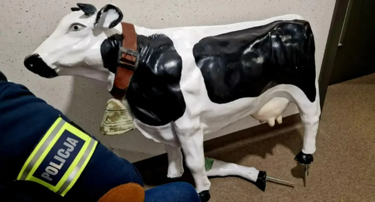 Po pijaku ukradł krowę. Była plastikowa!