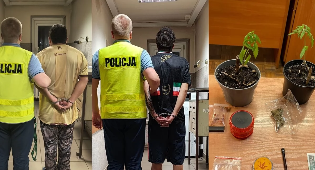 Dwaj obywatele Kolumbii zatrzymani za uprawę konopi indyjskich