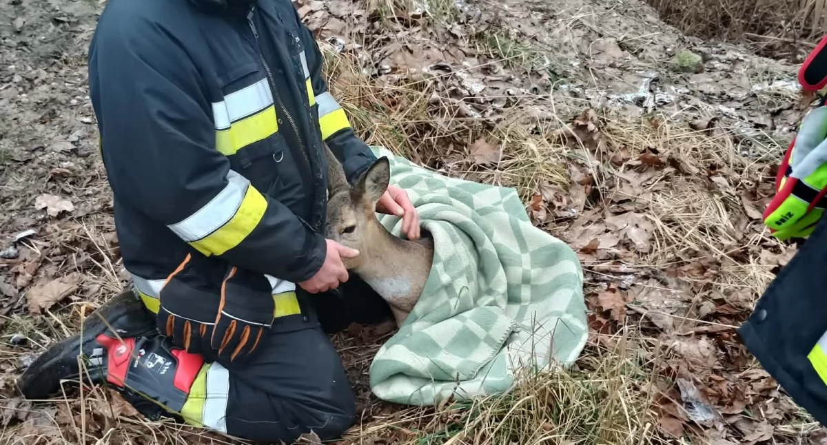 Nietypowa akcja strażaków - ratowali sarnę na zamarzniętym stawie