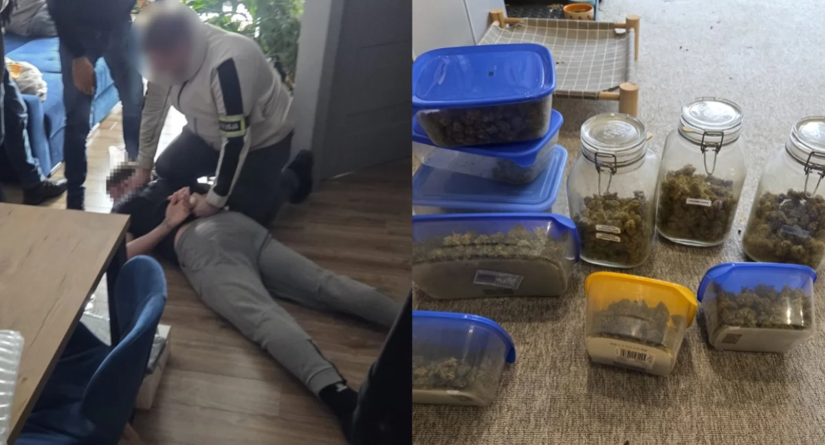 Trzy osoby zatrzymane za narkotyki - policjanci w trakcie działań... odkryli plantację marihuany