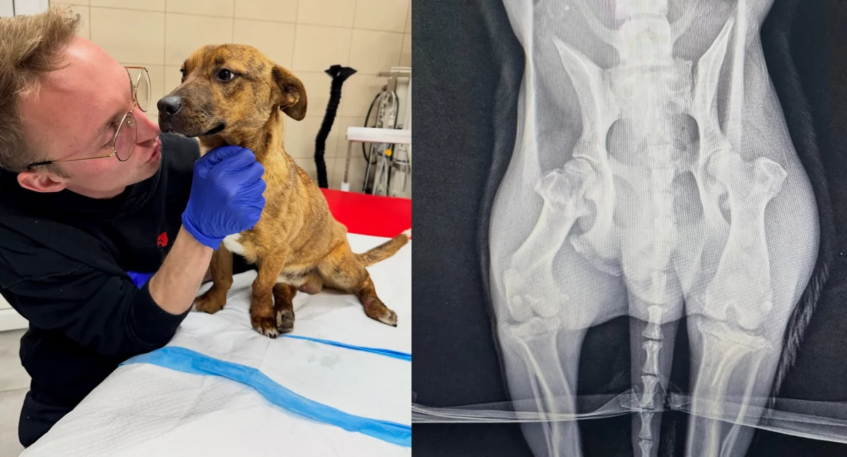 Skandal w gminie Skomlin: porzucony szczeniak z połamanym kręgosłupem. Trwa walka o jego życie