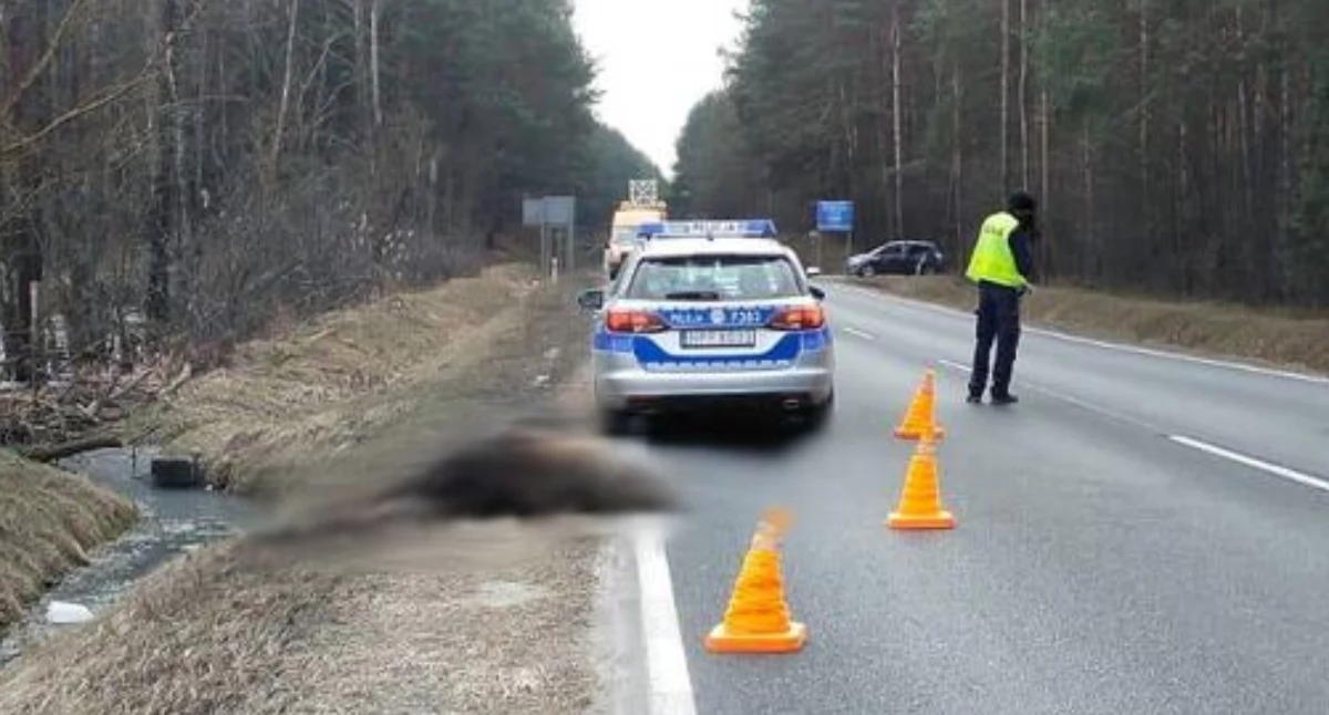 Śmierć łosia na drodze. Niebezpieczne wypadki z udziałem leśnych zwierząt