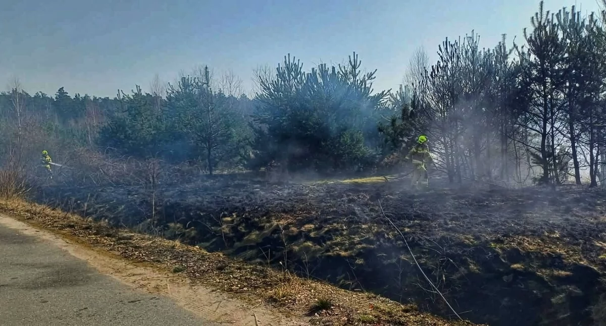 53 pożary traw, nieużytków oraz lasów w regionie: Strażacy z powiatów pajęczańskiego, wieluńskiego i wieruszowskiego w akcji