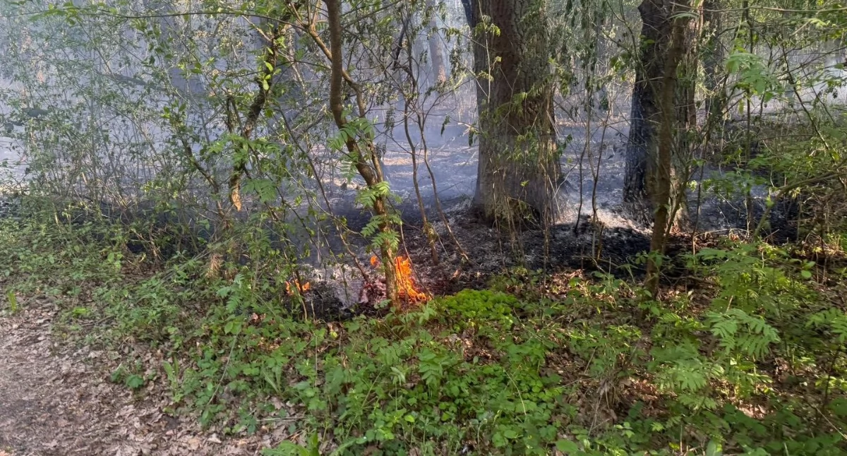 Pożar lasu w Rząśni. W akcji kilka jednostek straży pożarnej.