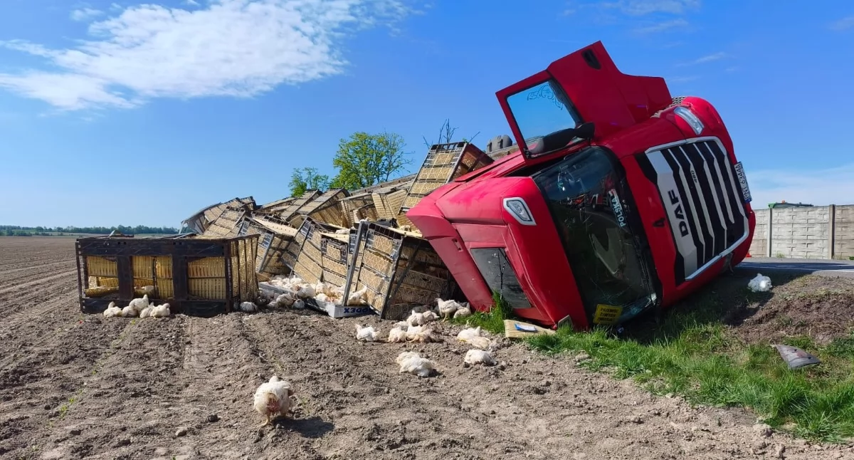 Wypadek pod Wieluniem. Poszkodowany kierowca i setki kurczaków