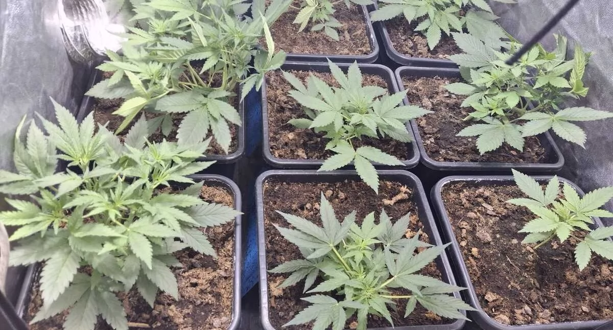 45-latek miał plantację konopi i ponad pół kilograma marihuany