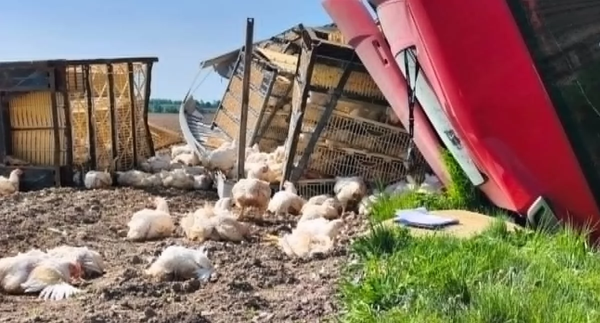 Gdzie są kurczaki z wypadku w Popowicach pod Wieluniem