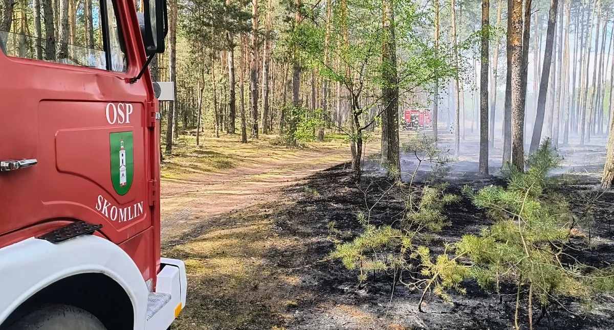 Pożar poszycia leśnego w Brzezinach. Wielogodzinna akcja wielu jednostek straży pożarnej