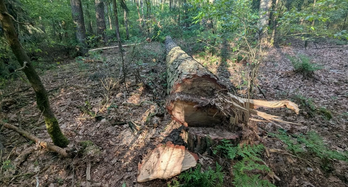 Ścięto drzewo z gniazdem bielików nad Jeziorskiem. Wstrząsające odkrycie ornitologów 