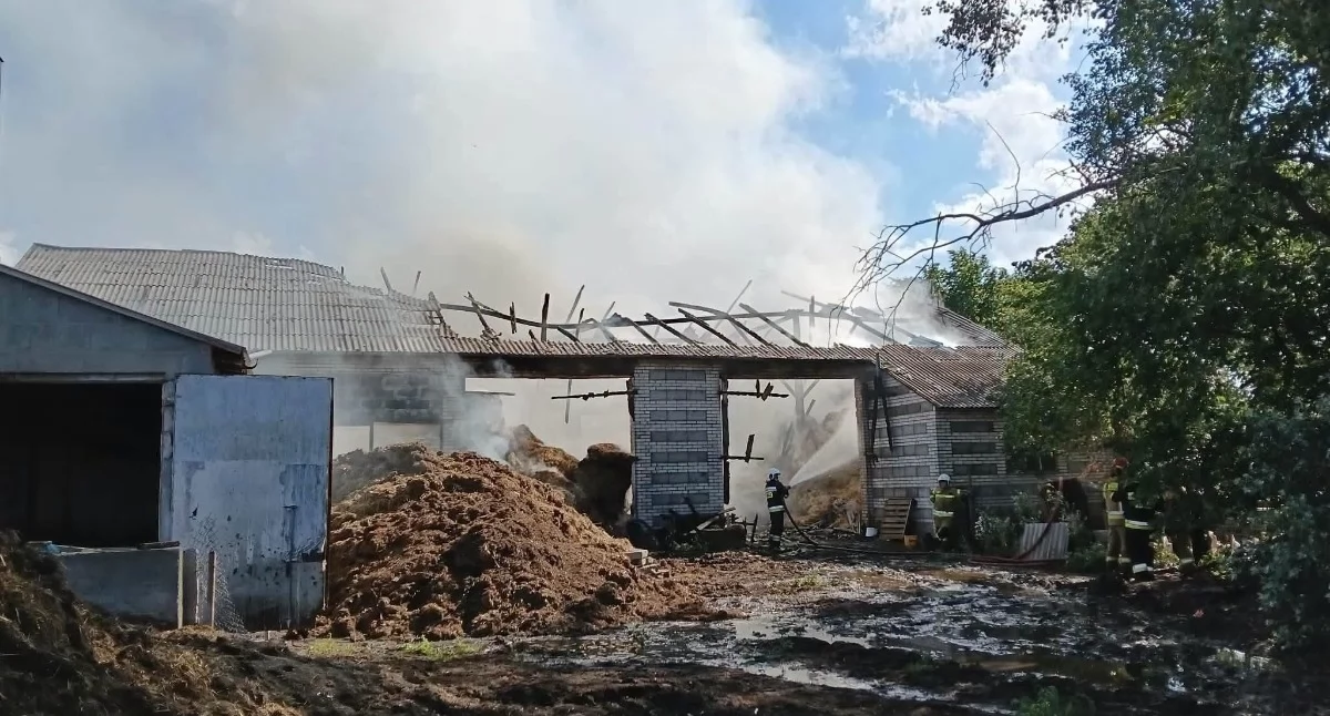 Ogromny pożar budynku gospodarczego - w środku były świnie, straty są ogromne