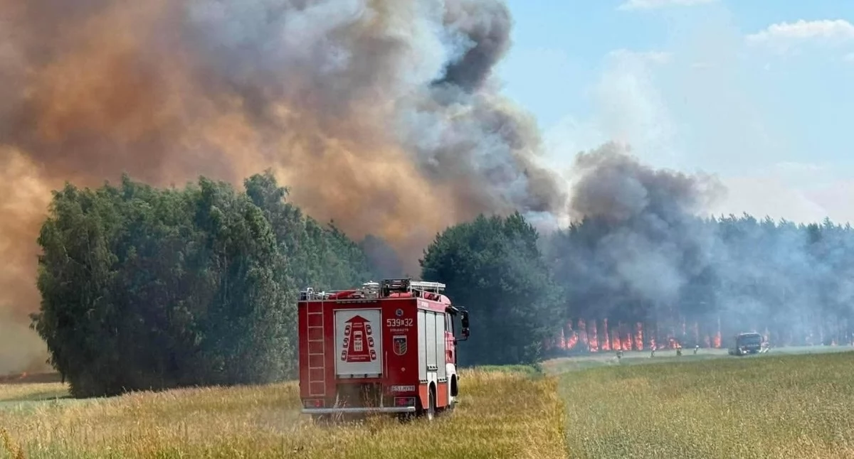 Poważny pożar pod Wróblewem - spłonęły dwa hektary lasu oraz zboże na polu 