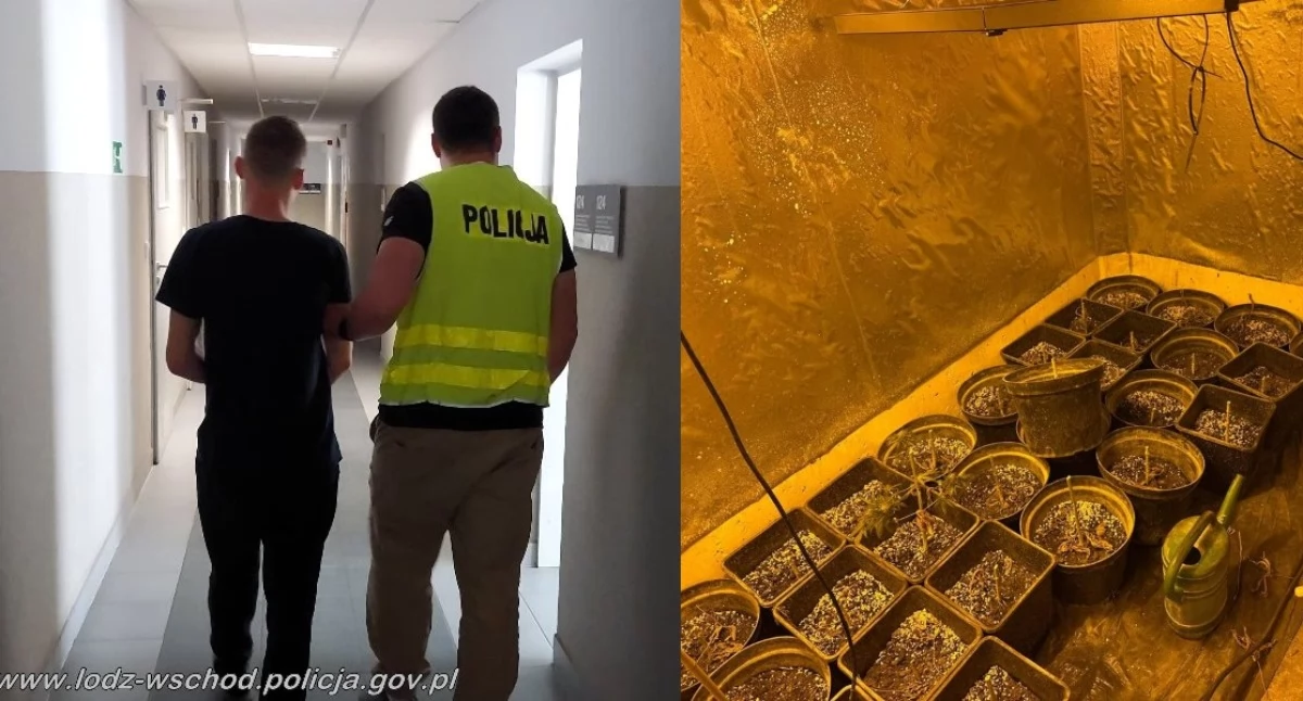35-letni plantator marihuany zatrzymany - w domu miał krzaki i blisko 20 kg suszu roślinnego