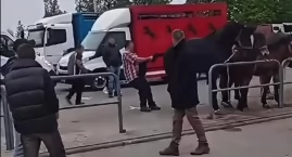 Skandal na targach końskich. Pijany dorożkarz prowokował konia i dostał z kopyta w twarz. Sprawa na policji i w prokuraturze