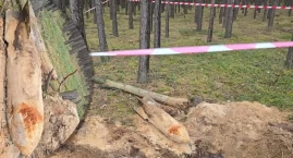 Bomby lotnicze leżały w lesie pod ziemią... Niebezpi&hellip;
