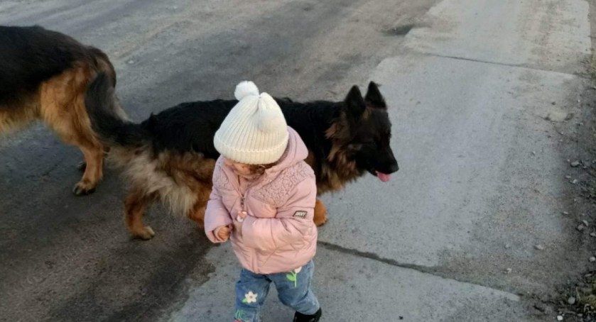 Zaginęły dwa owczarki niemieckie. Właściciel wyznaczył nagrodę