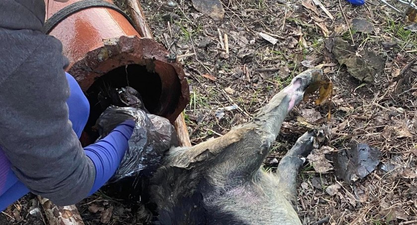 Kto zabił suczkę w bestialski sposób? Schronisko szuka zwyrodnialca lub świadków zdarzenia 