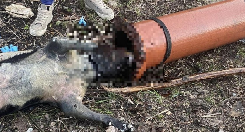 Przywiązał rurę do szyi i utopił. Policja zatrzymała sprawcę bestialskiego mordu psa