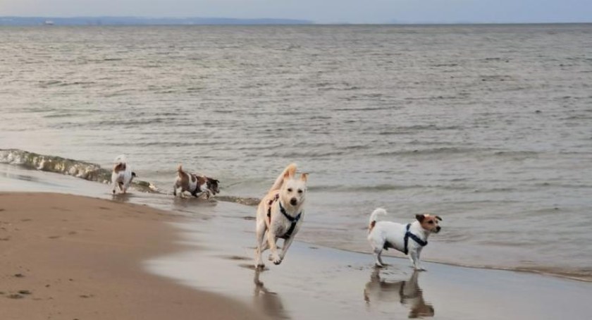 Zakaz wprowadzania psów na plażę w Ustroniu Morskim. RPO interweniuje, gmina szykuje nowy regulamin