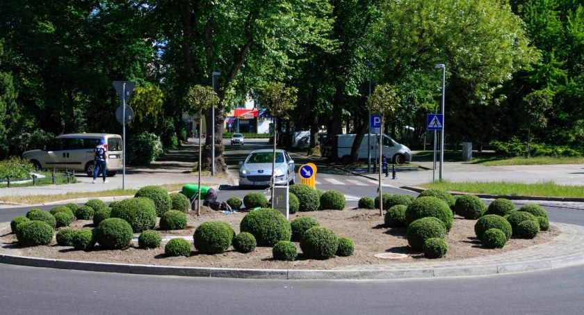 Nowa nazwa, nowe nasadzenia. Rondo Praw Kobiet w nowym wydaniu