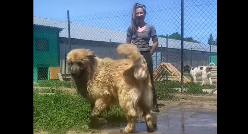 Adopcje psów w Kołobrzegu: nie tylko z wyglądu ogromy ale i serce ma duże | wideo