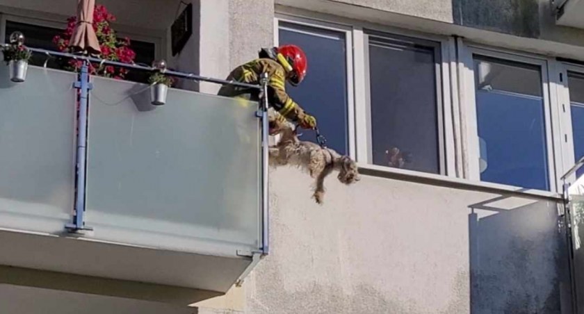 Na linach ewakuowali psy z balkonu budynku. Niezwykła interwencja straży pożarnej  I zdjęcia, wideo