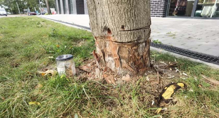 Kto i dlaczego zniszczył klon przy Kauflandzie?