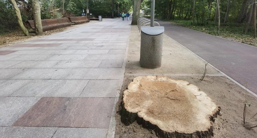 Z dzielnicy uzdrowiskowej znikną drzewa... Jaki jest powód?