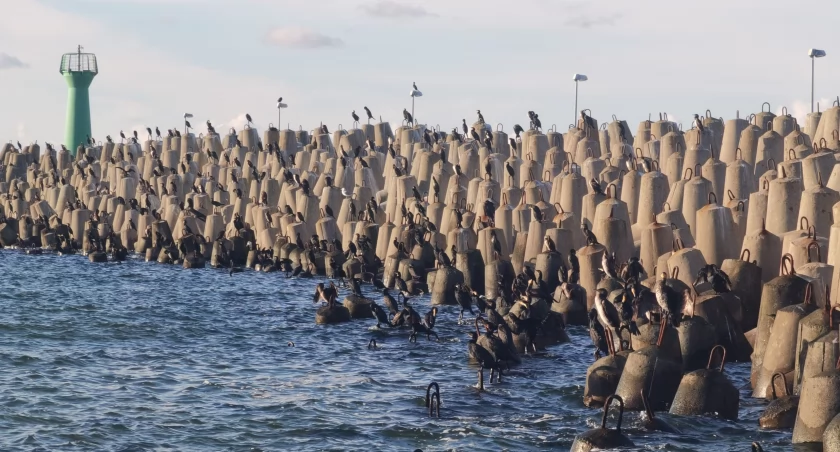 Kormorany atrakcją zachodniej plaży. Warto tutaj pospacerować | wideo