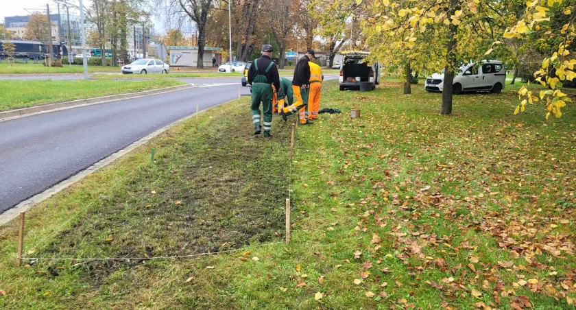 Sadzą prawie 38 000 kwiatów. Nie będzie krokusów bo polubiły go... dziki i mewy