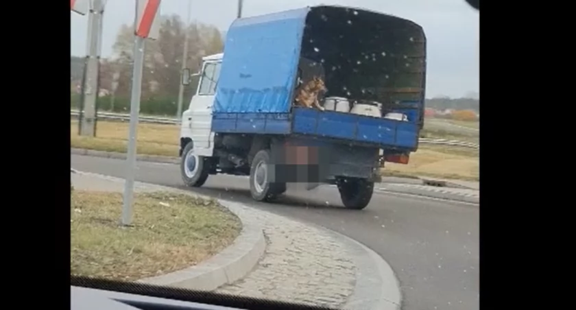 Pies, który jeździł... na Żuku | video